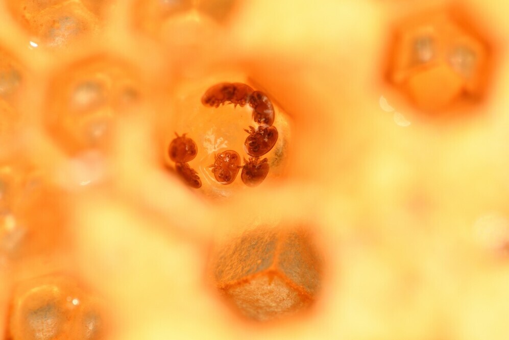 Varroa Mites