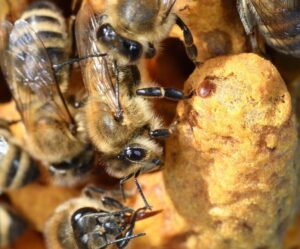 Understanding Varroa Mites: A Beekeeper’s Worst Enemy
