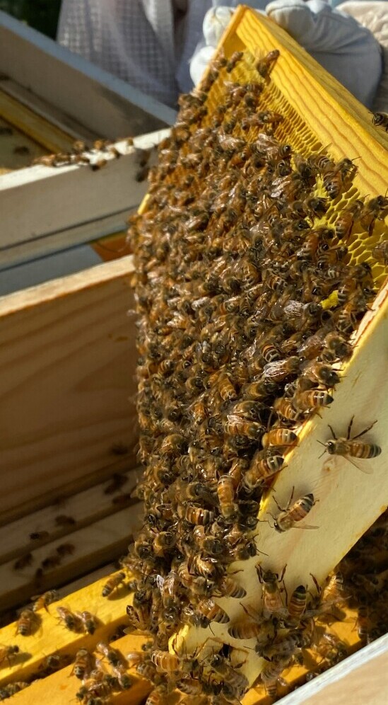 Hobby Beekeeping