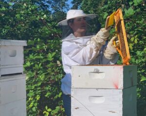 Flow Hives Vs. Traditional Hives For Beginners