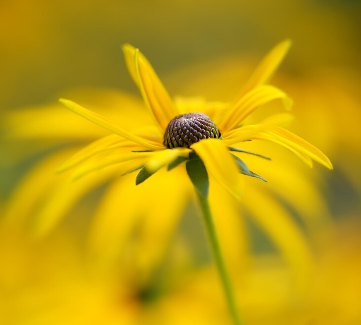 Bee Garden