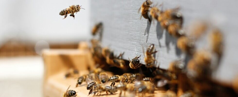 Urban Beekeeping