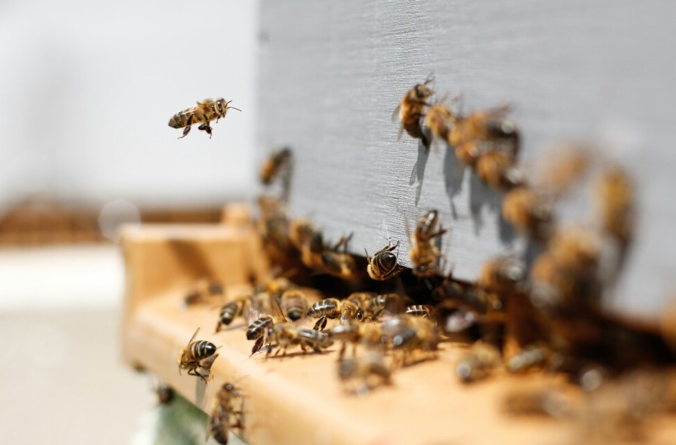 Beekeeping Challenges