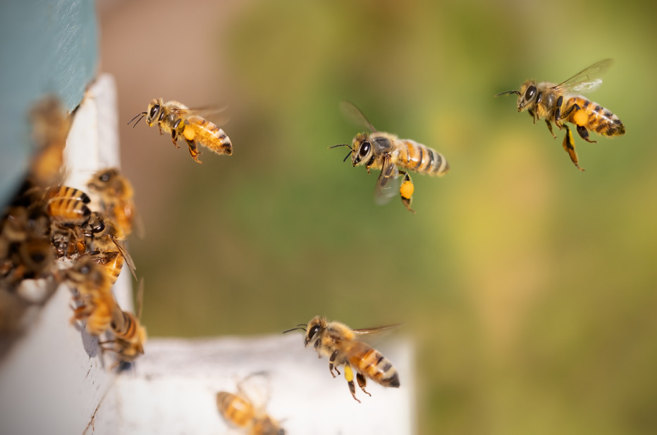 Beekeeping for kids 