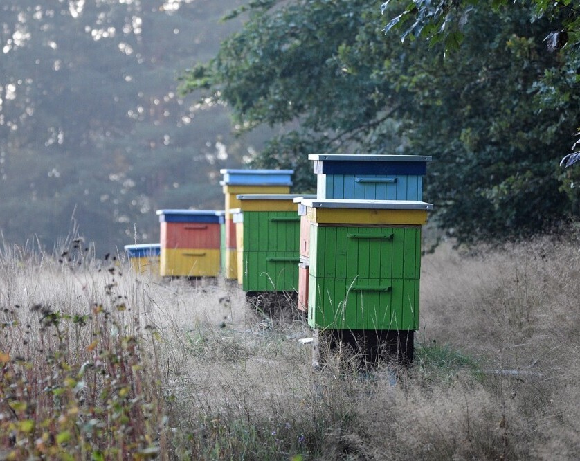 Beekeeping hives