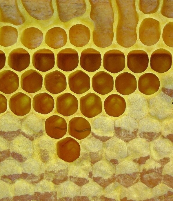 Beeswax and honey