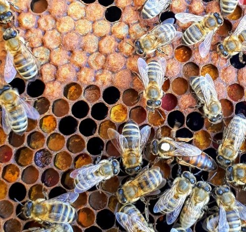 Brood Patterns