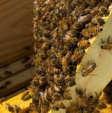 Complex honeybees