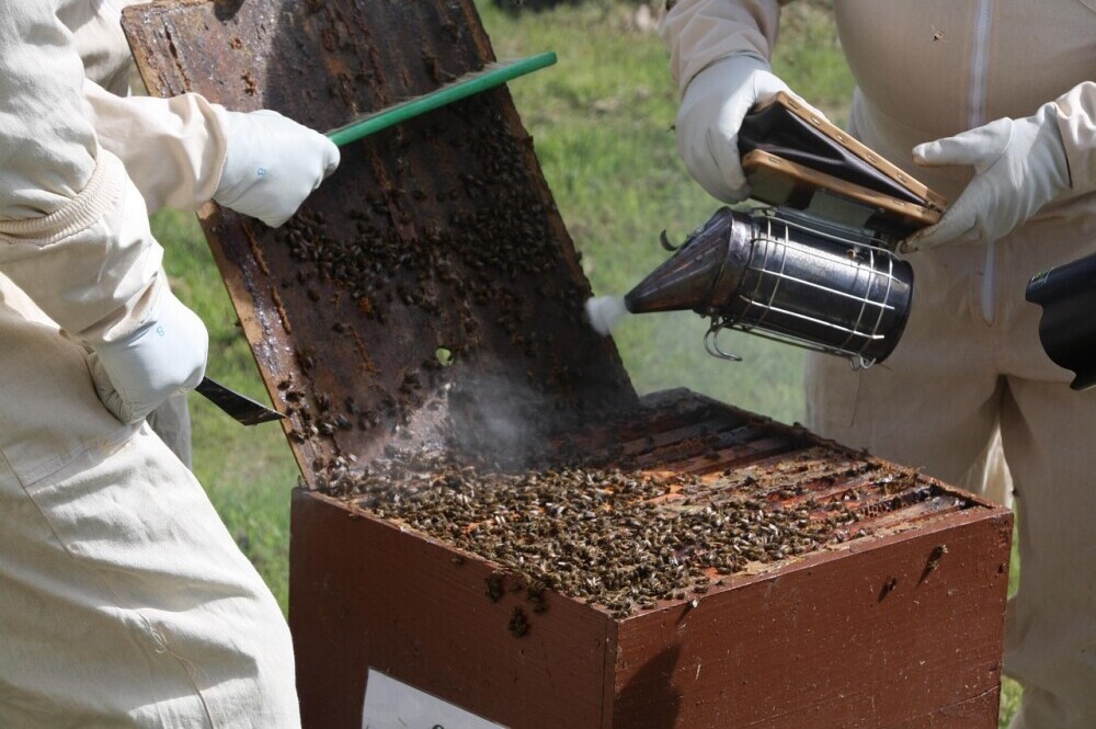 Hive Inspections