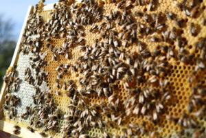 The Intricacies Of Bee Communication: How Bees Use Dance To Talk
