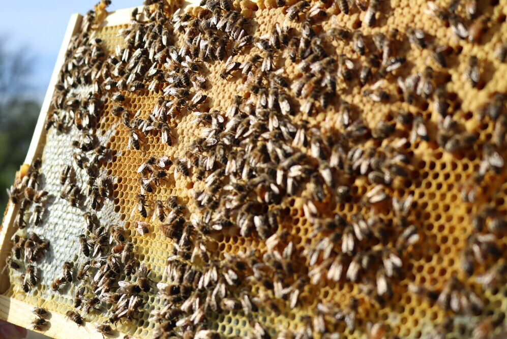 Honey bee dance