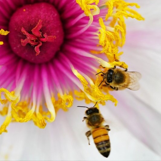 Honey Bees talking