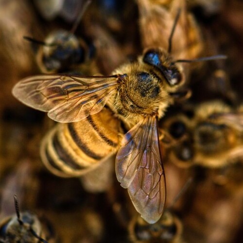 Honey bees