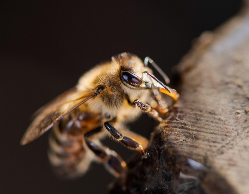 Honeybees