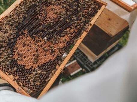 Honeybees