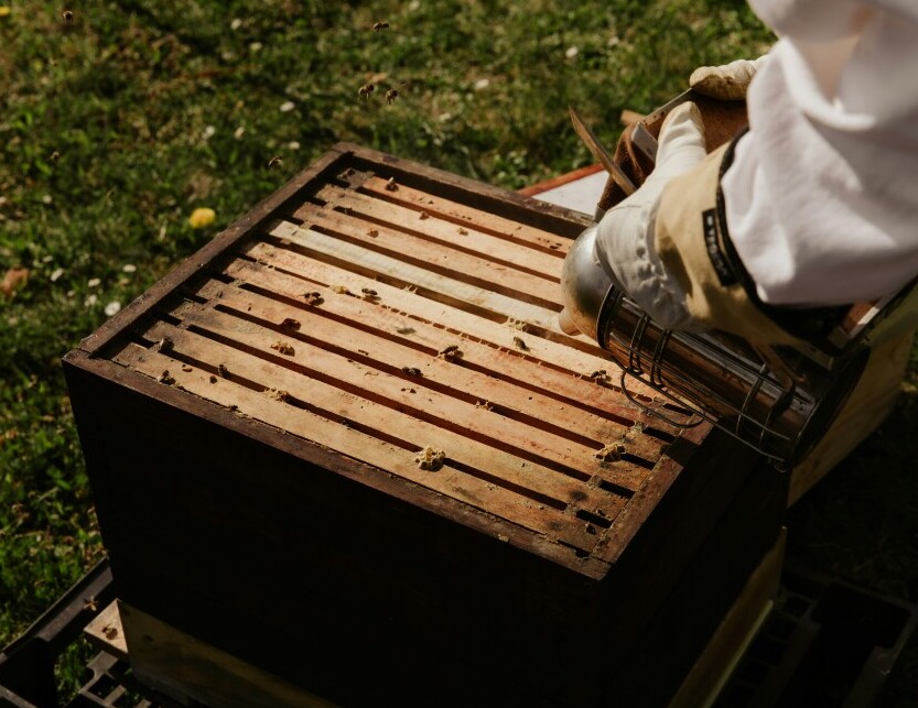 Inspecting hives