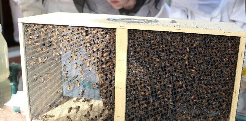 Beekeeping Experiments For Kids