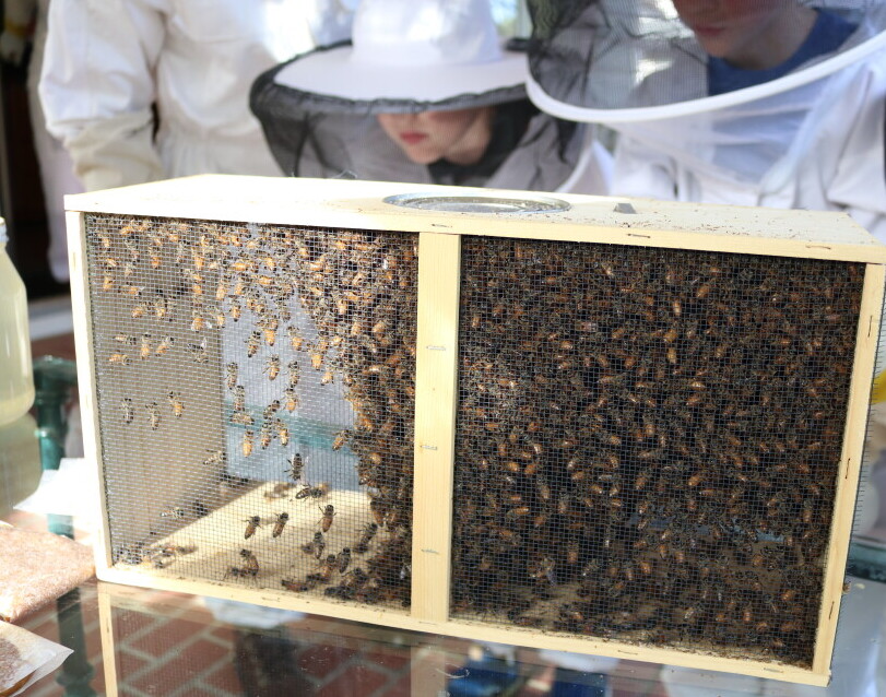 Kids Beekeeping