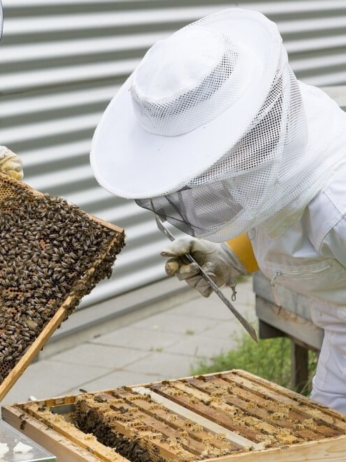 urban beekeeping
