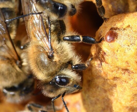 Varroa Mites