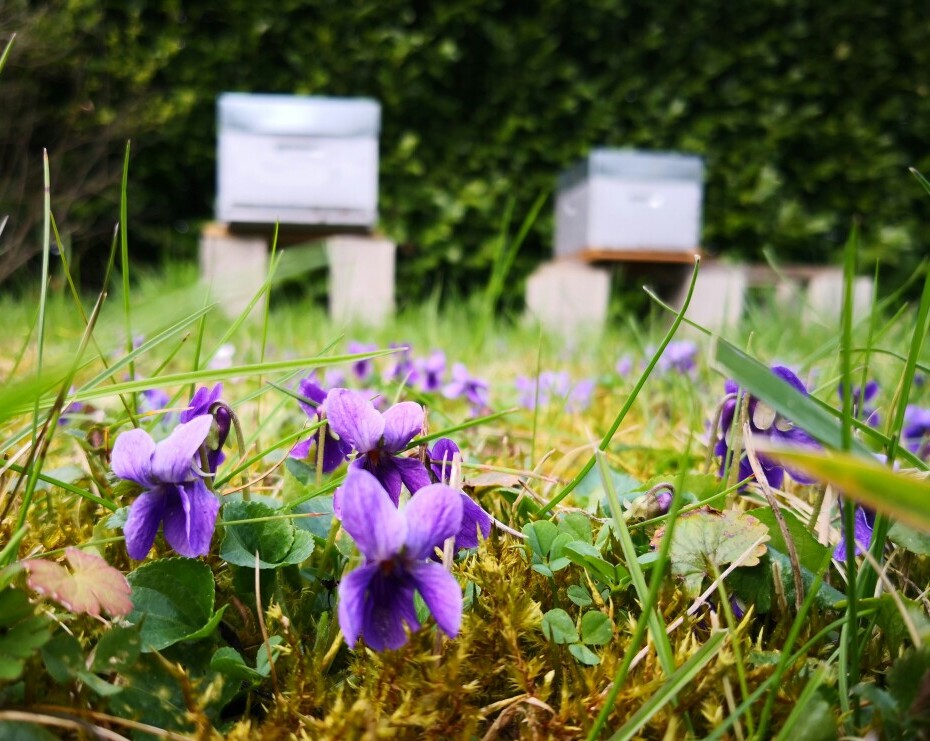 Beehive location