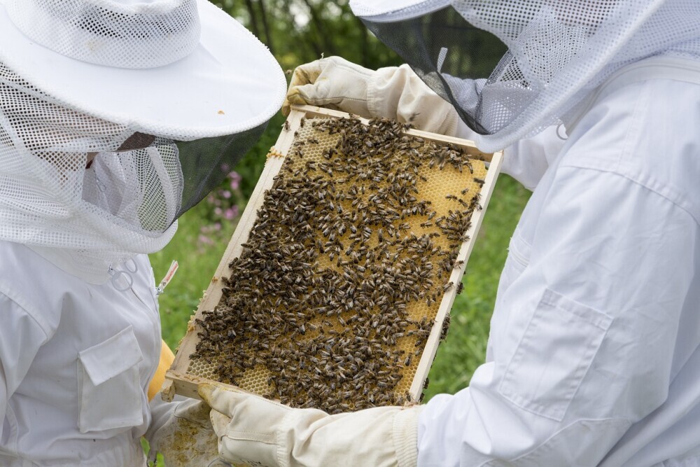 Beekeepers