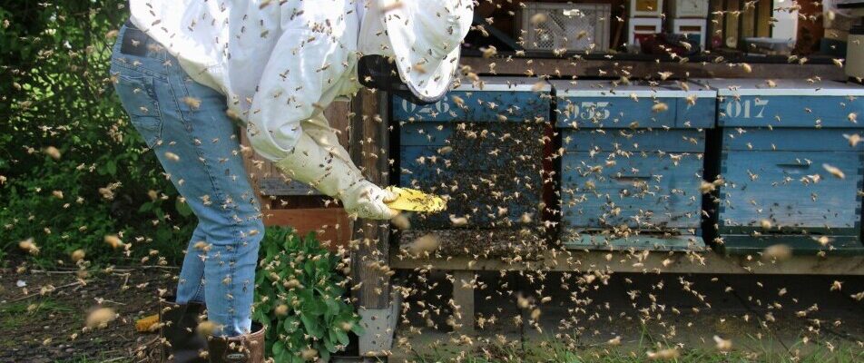 Failing To Keep Proper Beekeeping Records