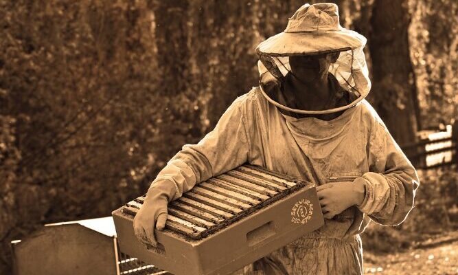 Myth - Beekeeping Is Too Dangerous For Beginners