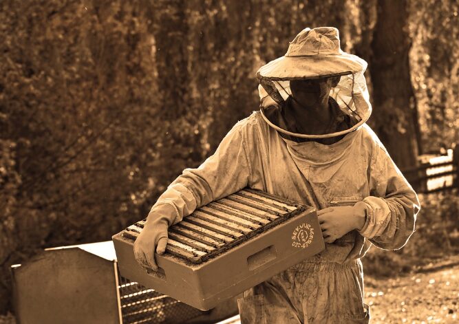 Calm Beekeeping