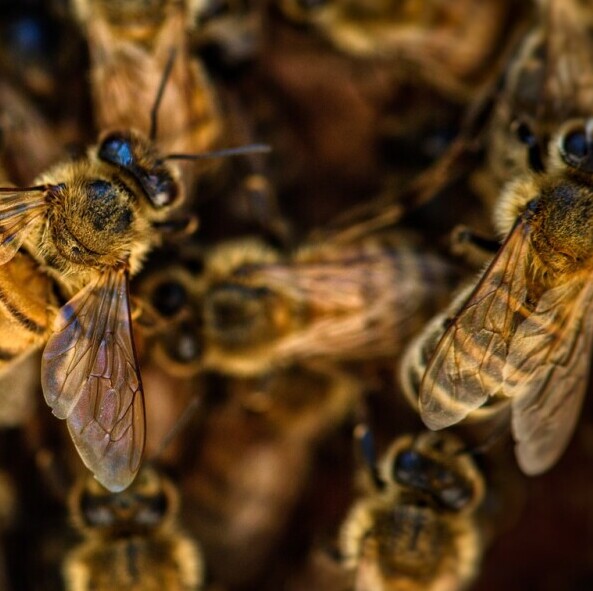Cluster of bees