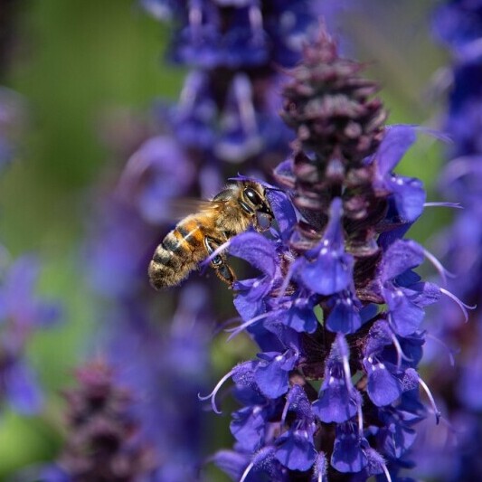 Food for bees