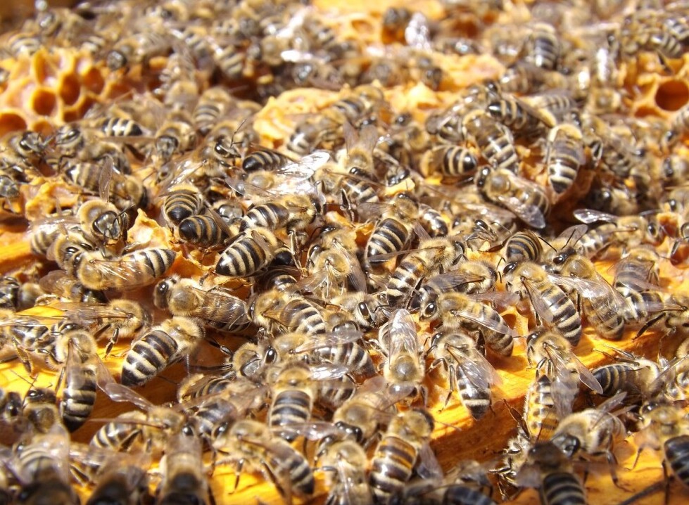Food stores for bees 