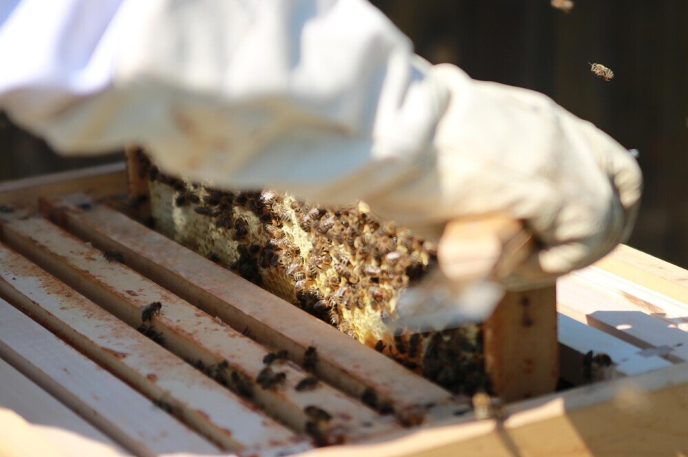 Hive Inspections