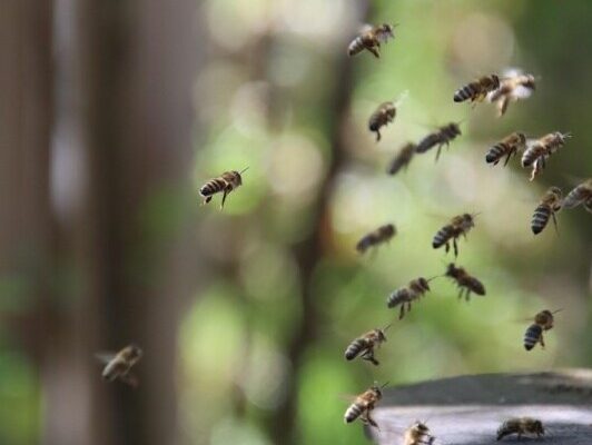 Winter Beekeeping Mistakes: How to Protect Your Hive