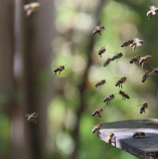 Honeybees 