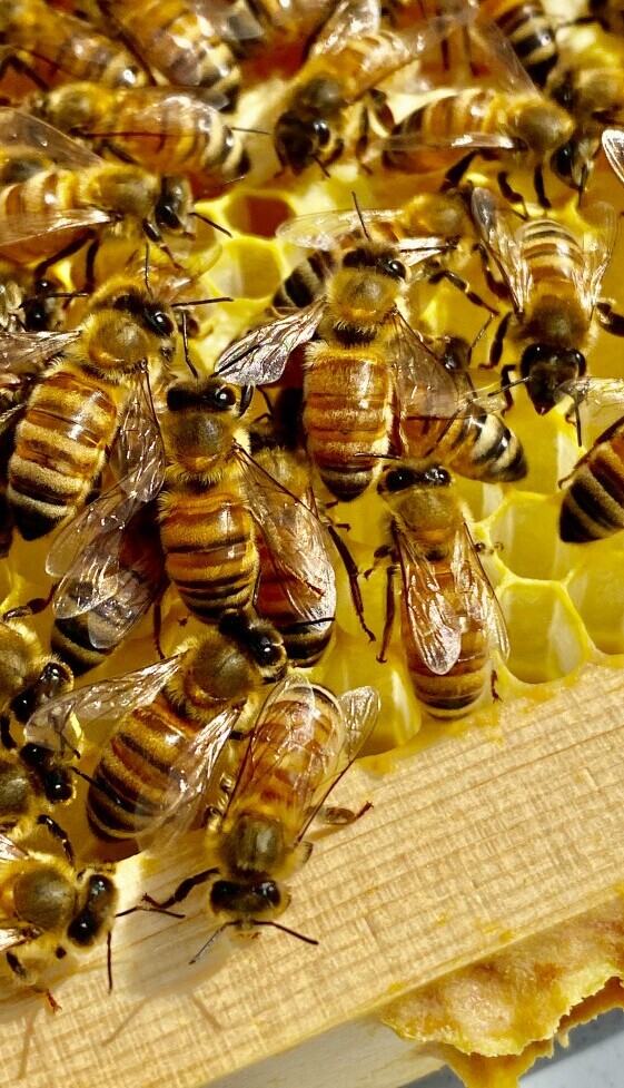 Honeybees