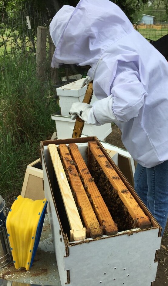 Installing honeybees