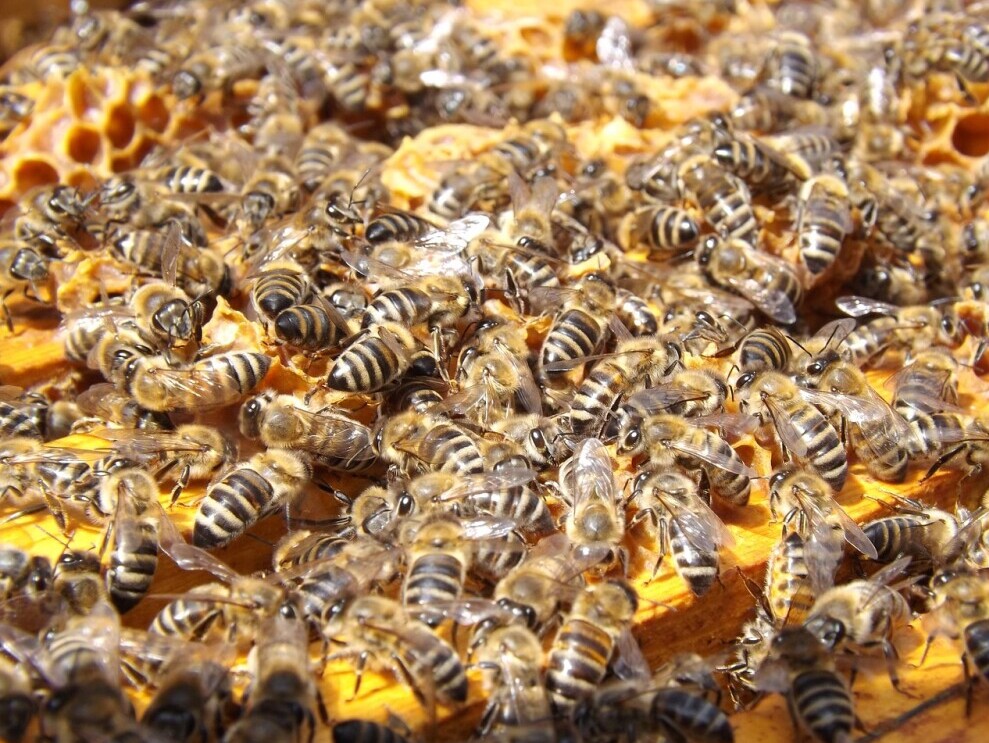 Overcrowded beehive