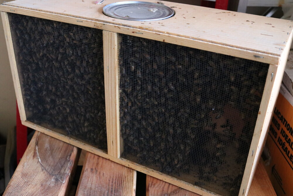 Package of Bees