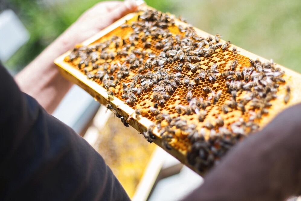 Seasons for beekeeping