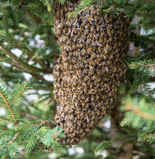 Swarming bees