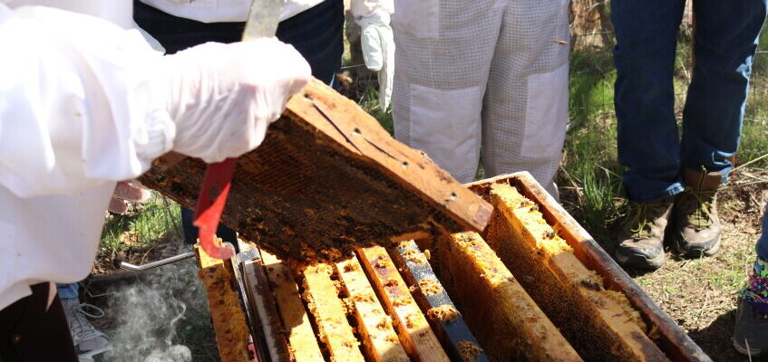 10 Common Beekeeping Mistakes And How To Avoid Them