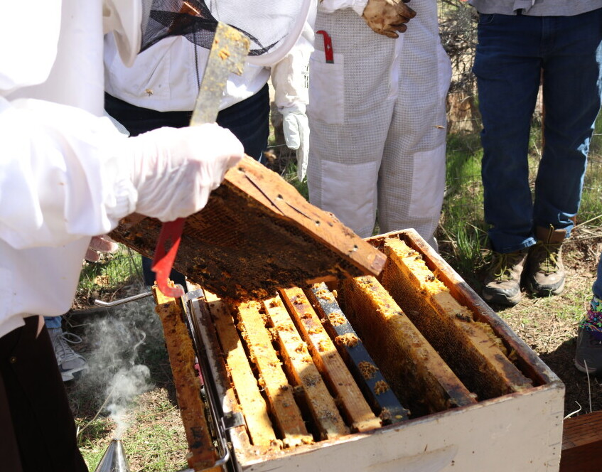 Hive Inspection