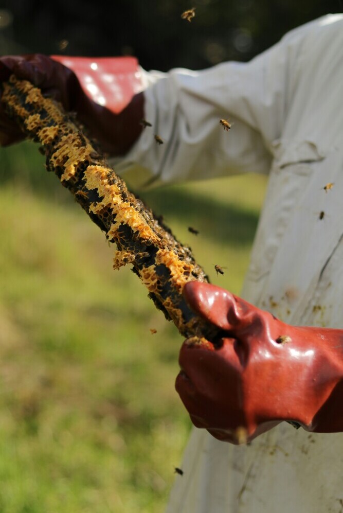 Hive Inspection