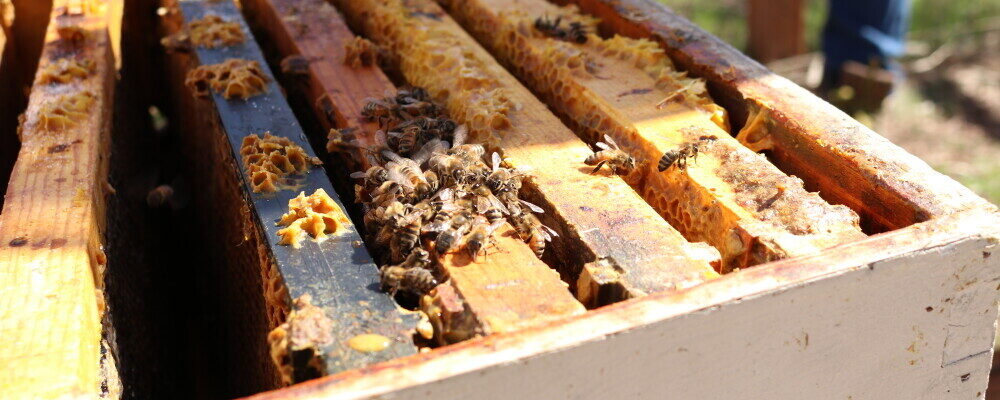 Replacing And Maintaining Beehive Frames
