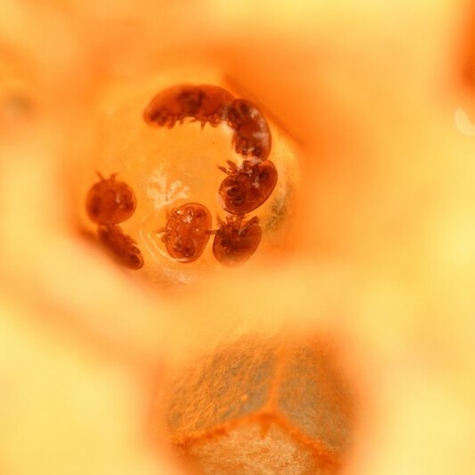varroa mites