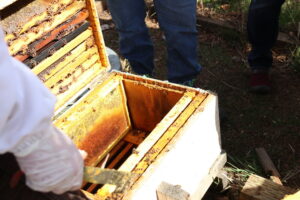 What to do when bees leave the hive